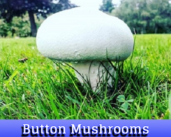 Button mushrooms