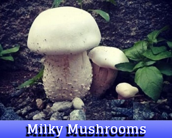 Milky mushrooms