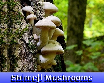 shimeji mushrooms