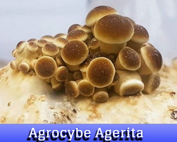 Agrocybe Aegerita