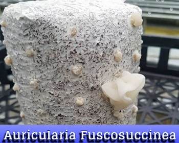 Auricularia Fuscosuccinea