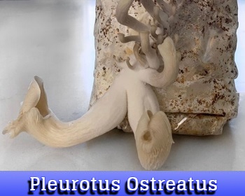 Pleurotus Ostreatus