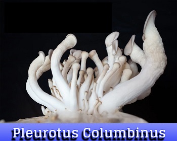 Pleurotus Columbinus