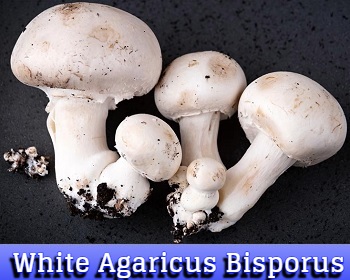 white agaricus bisporus