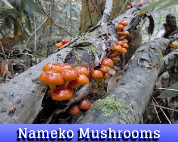 nameko mushrooms