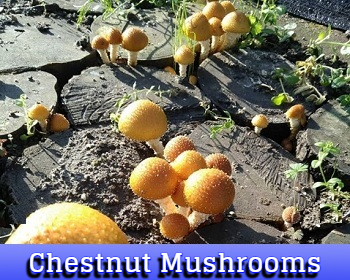 chesstnut mushrooms