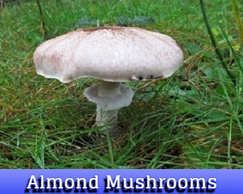 almond mushrooms