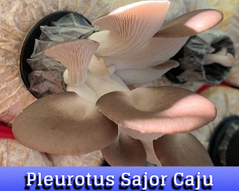 Pleurotus Sajor Caju