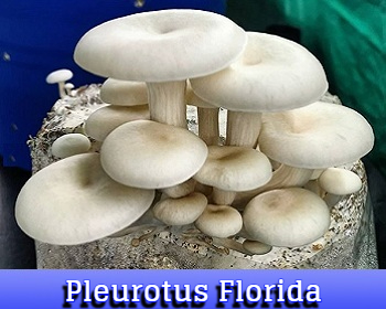Pleurotus Florida
