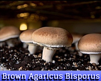 Brown Agaricus Bisporus