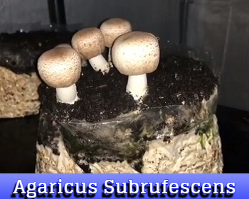 Agaricus Subrufescens