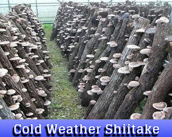 Cold Weather shiitake