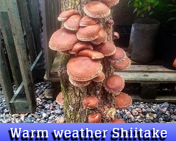 Warm Weather Shiitake
