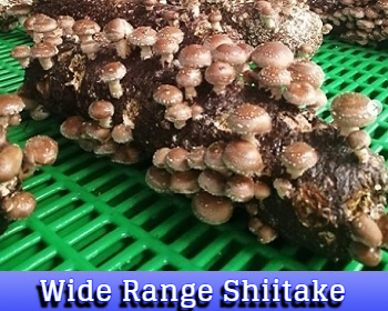 Wide Range Shiitake
