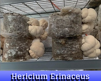 Hericium Erinaceus