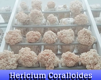 Hericium Coralloides