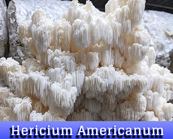 Hericium Americanum