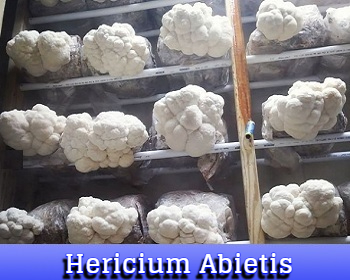 Hericium Abietis