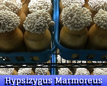Hypsizygus Marmoreus