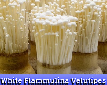 White Flammulina Velutipes