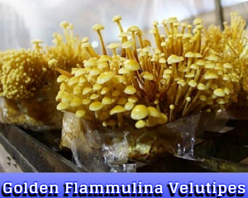 Golden Flammulina Velutipes