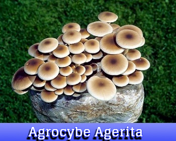 Agrocybe Aegerita