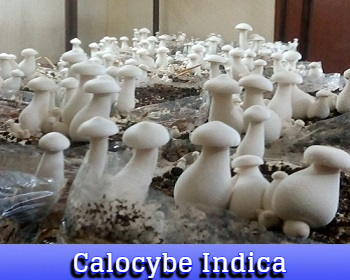 Calocybe Indica