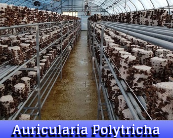 Auricularia Polytricha