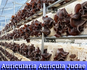 Auricularia Auricula Judae