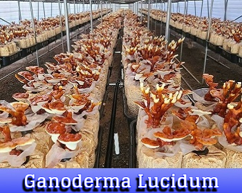 Ganoderma Lucidum