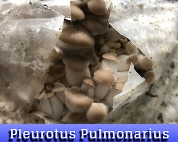 Pleurotus Pulmonarius