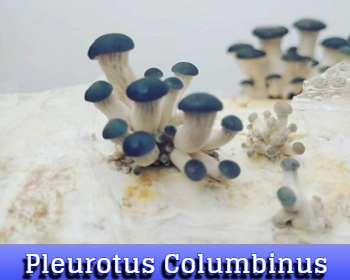Pleurotus Columbinus