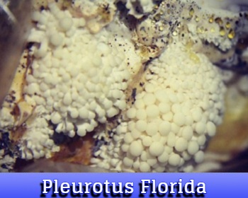 Pleurotus Florida