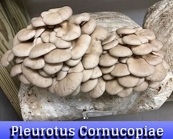 Pleurotus Cornucopiae
