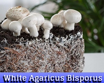 White Agaricus Bisporus