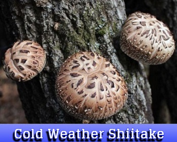 Cold Weather Shiitake