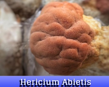 Hericium Abietis
