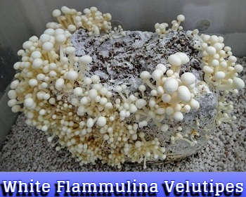 White Flammulina Velutipes