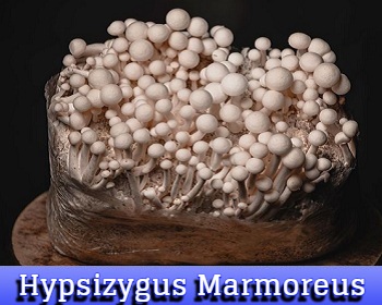 Hypsizygus Marmoreus