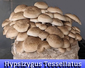 Hypsizygus Tessellatus