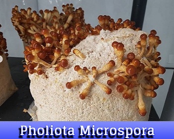Pholiota Microspora
