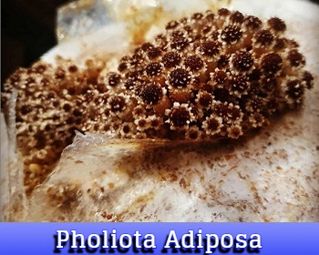 Pholiota Adiposa