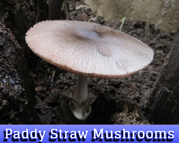 paddy straw mushrooms