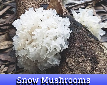 Snow Mushrooms